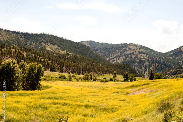 Obraz Montana Meadow