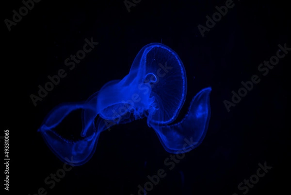 Fototapeta Beautiful creatures