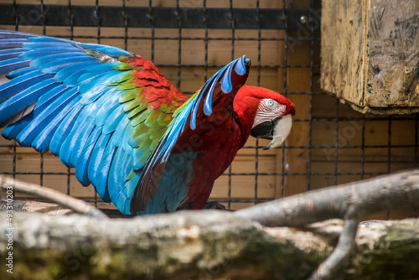 Fototapeta Beautiful creatures