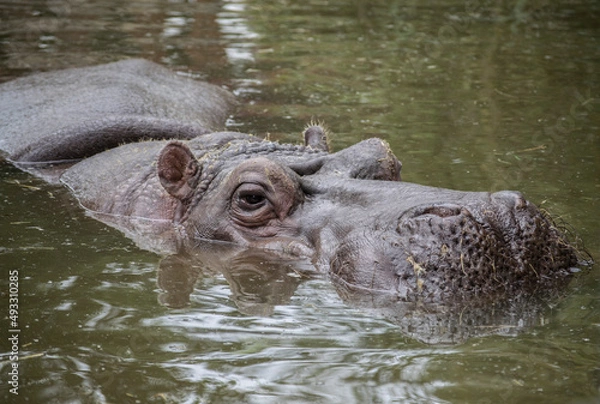 Fototapeta Beautiful creatures