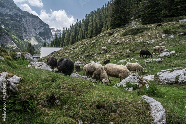 Fototapeta Mountains