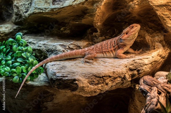 Fototapeta Bearded dragon 