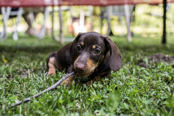 Fototapeta Tiny dachshund