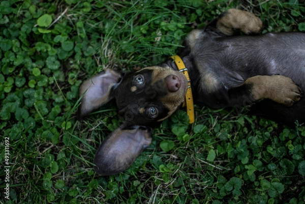 Fototapeta Tiny dachshund