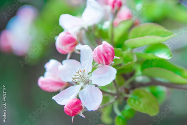 Fototapeta A blooming branch of apple tree in spring
