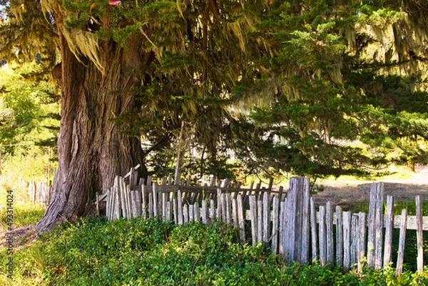 Obraz Fenced in Tree