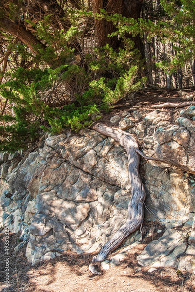 Obraz Wandering Root