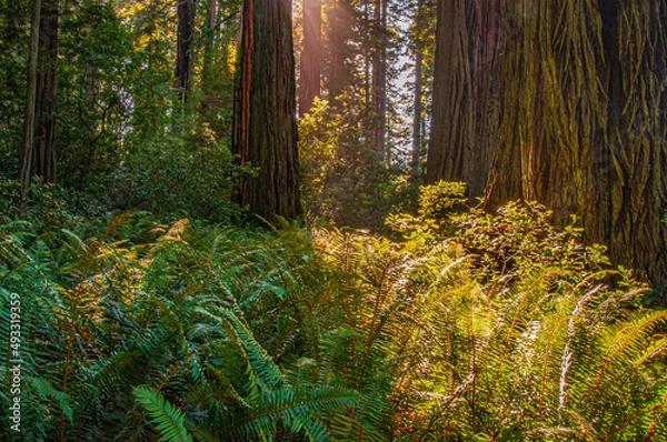 Obraz Sun Shining Through