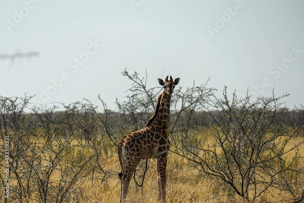 Obraz giraffe in the savannah