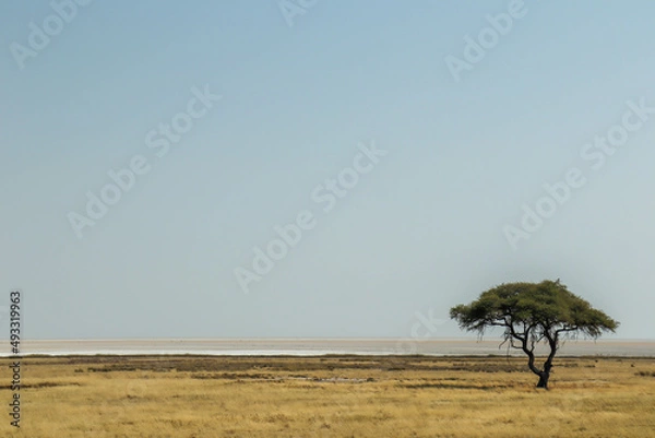 Obraz tree in the savannah