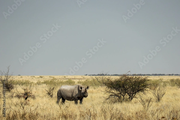 Obraz rhino in the wild