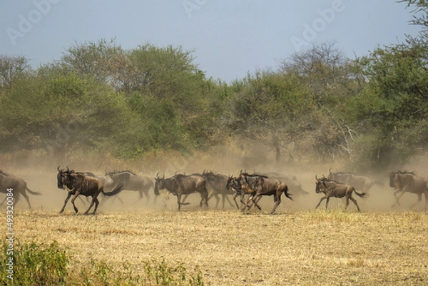 Obraz The big migration 