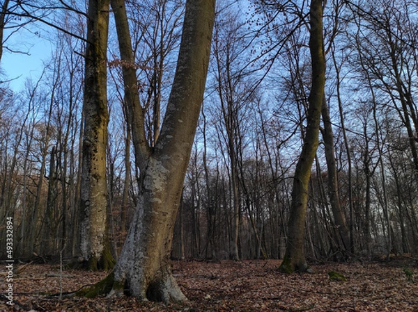 Obraz forest in autumn