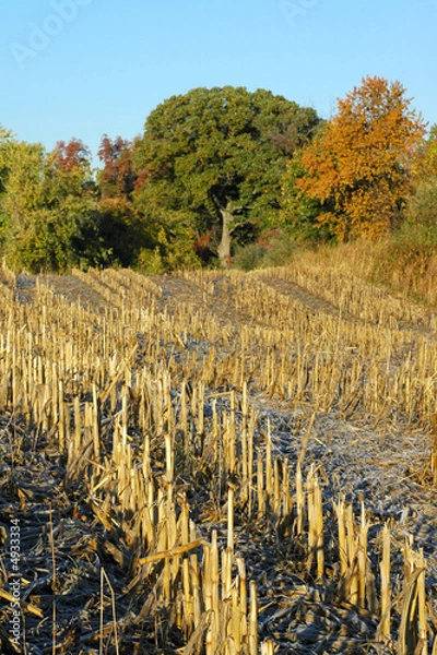 Obraz Midwest Cornfield, After Harvest
