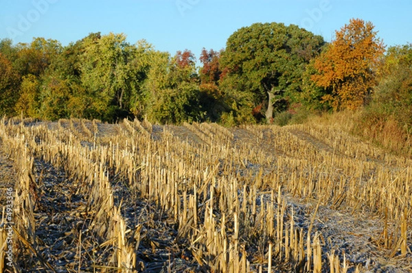 Obraz Midwest Cornfield, After Harvest