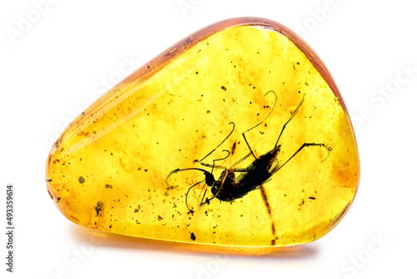 Fototapeta amber with preserved prehistoric insect, mosquito with blood or DNA preserved in amber