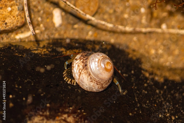 Fototapeta shell and crab