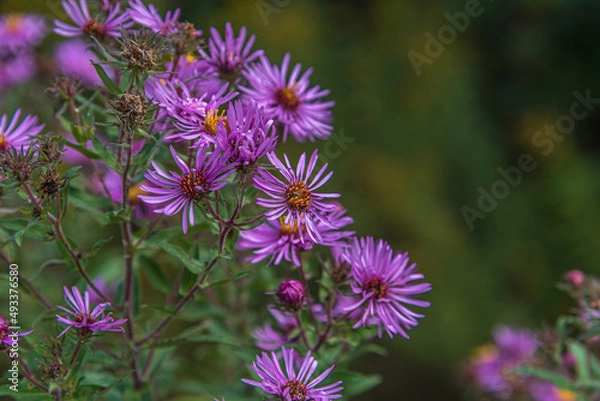 Obraz New England Aster