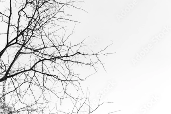 Fototapeta Dry tree branches on a background of grey sky.