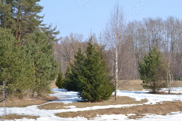 Fototapeta Spring time in the forest with melting snow and thawed patches with last year's grass. Spring nature landscape