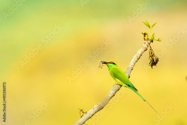 Obraz Green Bee-eater