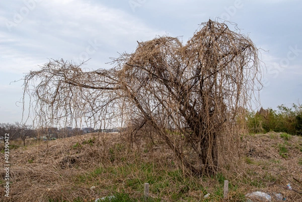 Obraz 蔦の絡まる木