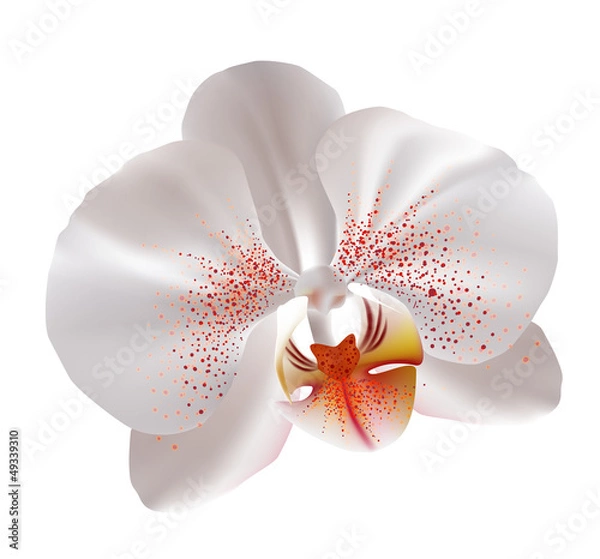 Obraz White orchid flowers