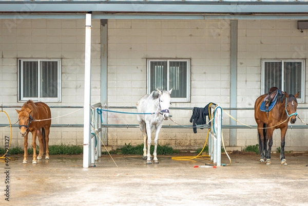 Obraz 대기중인 말