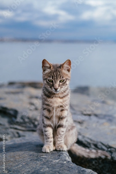 Fototapeta Sad kitten, cat