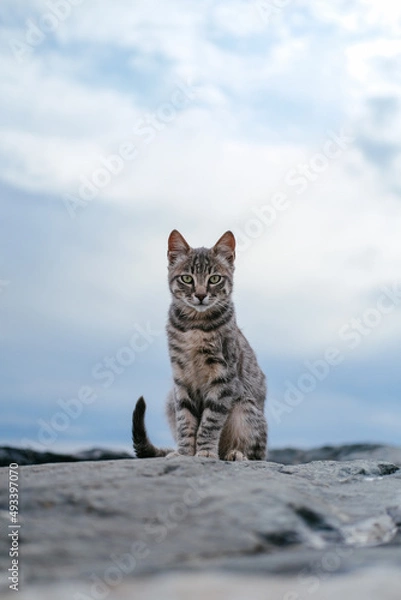 Fototapeta stray cat