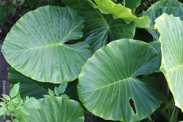 Obraz 沖縄県宮古島　クワズイモの葉