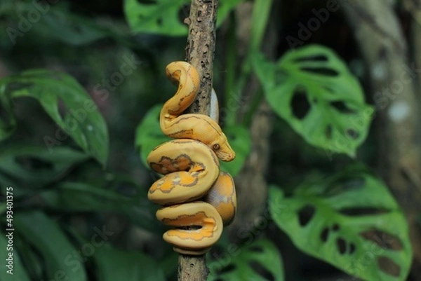 Fototapeta The yellow reticulated python (Malayopython reticulatus) is a python species native to South and Southeast Asia.