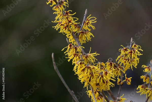 Fototapeta 枝にビッシリと花を咲かせたマンサク