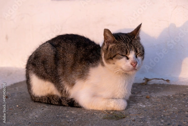 Fototapeta Cat white and grey relaxing outdoor, closed eyes, white wall background, Greek island