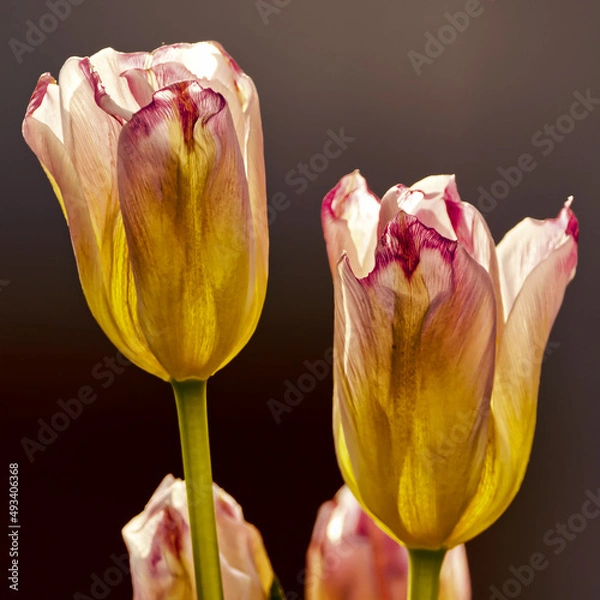 Obraz sonnige Tulpen