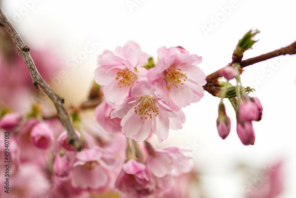 Fototapeta Kirschblüte