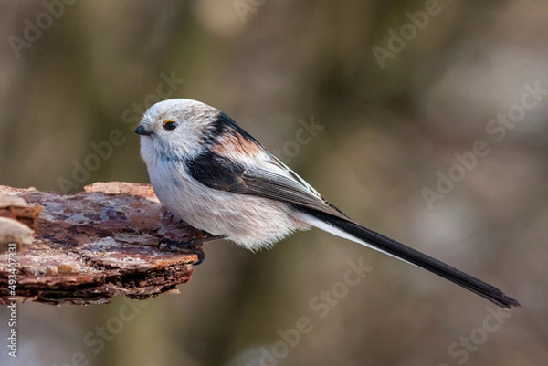 Obraz Long-tailed tit