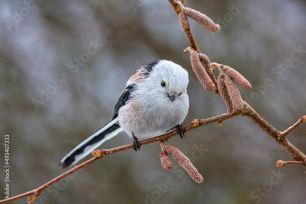 Obraz Long-tailed tit