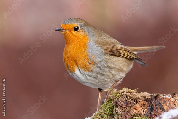 Obraz European robin