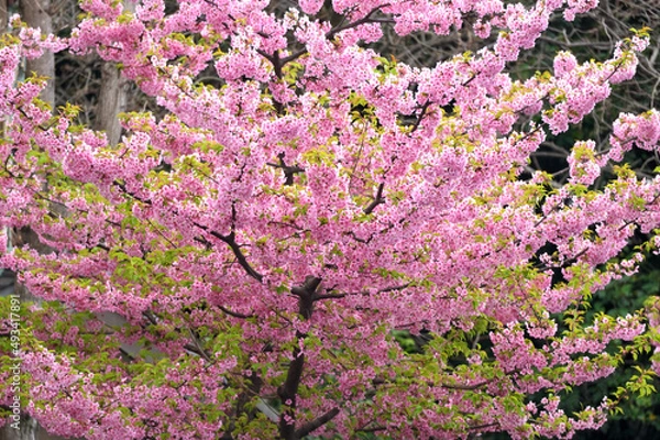 Fototapeta 早々と咲く河津桜