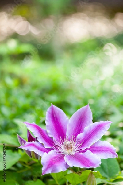 Obraz 庭のヒカリ