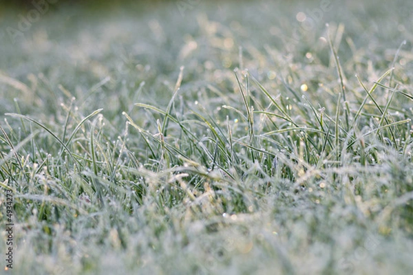 Fototapeta Frosted meadow