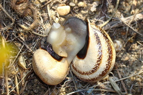 Obraz Milk Snail (Otala lactea)
