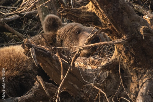 Obraz Brown Bear resting and eagerly observing cameras
