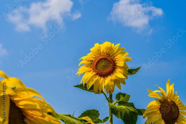 Obraz Sunflower with blue sky background
