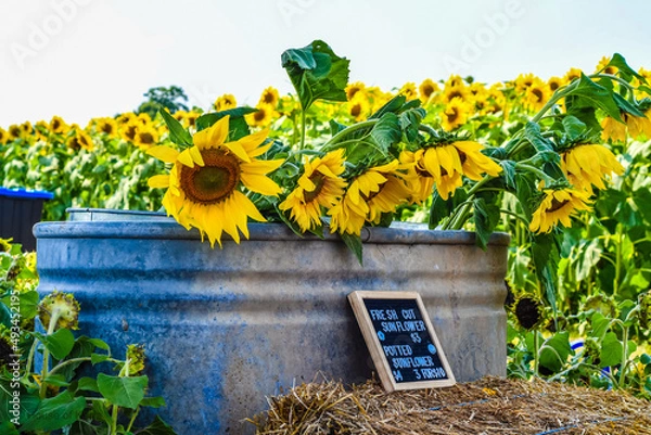 Obraz Sunflowers in galvanized tub for sale