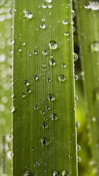Obraz Close-up water drops on green leaves, vertical orientation