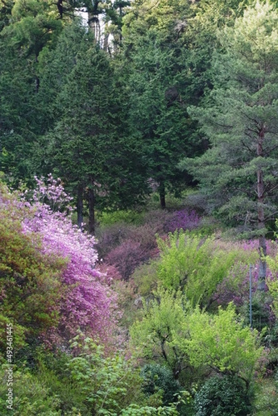 Obraz 今熊神社のミツバツツジ