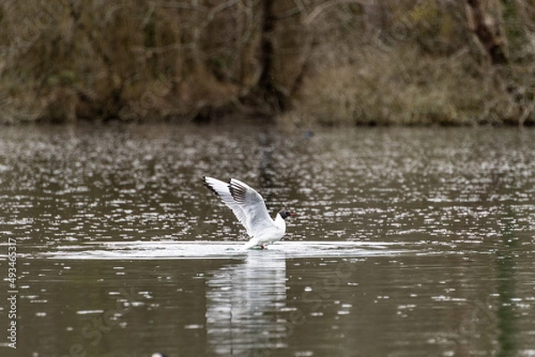 Obraz oiseau qui s'envole