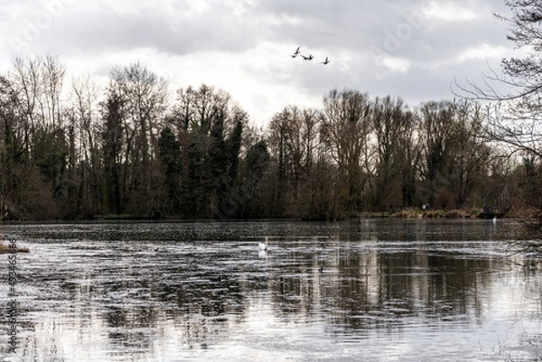 Obraz paysage lac avec arbres